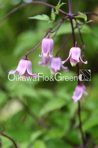 クレマチス専門ナーセリー 及川フラグリーン タカネハンショウヅル