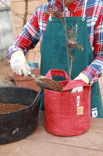 クレマチス専門ナーセリー 及川フラグリーン イージー