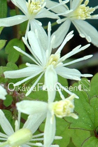 ܥť<br>Clematis apiifolia Variegata<img class='new_mark_img2' src='https://img.shop-pro.jp/img/new/icons13.gif' style='border:none;display:inline;margin:0px;padding:0px;width:auto;' />