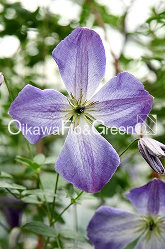 クレマチス・ナーセリー 及川フラグリーン Clematis Nursery Oikawa