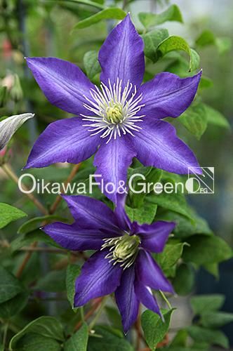 クレマチス専門ナーセリー 及川フラグリーン ミステリー・トレイン