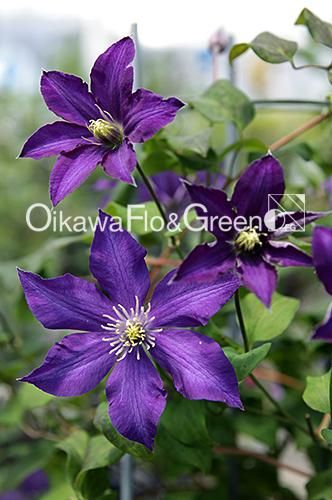クレマチス専門ナーセリー 及川フラグリーン ミステリー・トレイン クレマチス専門ナーセリー 及川フラグリーン ミステリー・トレイン