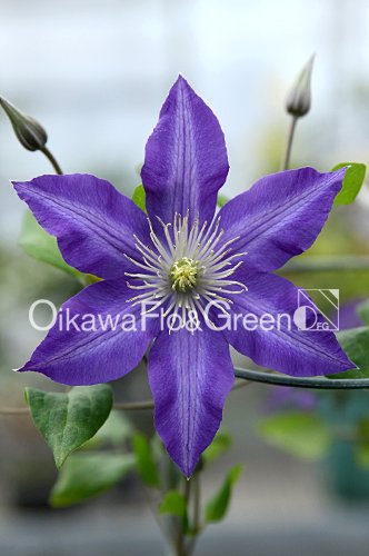 クレマチス・ナーセリー 及川フラグリーン Clematis Nursery Oikawa