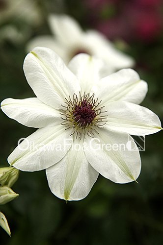 ȤΤ<br>Clematis Kotonoha<br>ե饰꡼Υꥸʥ<img class='new_mark_img2' src='https://img.shop-pro.jp/img/new/icons13.gif' style='border:none;display:inline;margin:0px;padding:0px;width:auto;' />