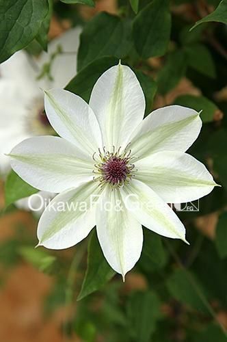���ȤΤ�<br>Clematis ��Kotonoha��<br>����ե饰�꡼��Υ��ꥸ�ʥ�<img class='new_mark_img2' src='https://img.shop-pro.jp/img/new/icons13.gif' style='border:none;display:inline;margin:0px;padding:0px;width:auto;' />