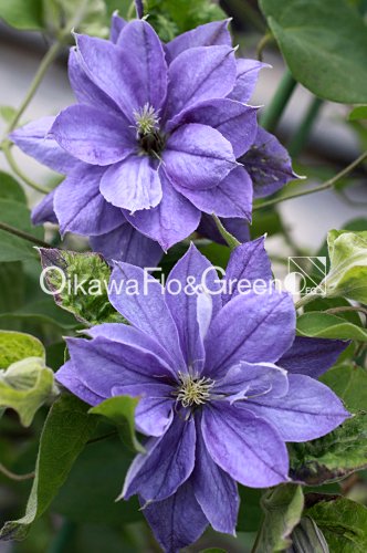 ˥塼<br>Clematis New Week<br>ե饰꡼Υꥸʥ<img class='new_mark_img2' src='https://img.shop-pro.jp/img/new/icons13.gif' style='border:none;display:inline;margin:0px;padding:0px;width:auto;' />