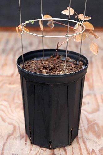 クレマチス専門ナーセリー 及川フラグリーン スリット 深鉢 7号