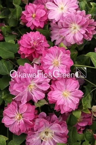 クレマチス専門ナーセリー 及川フラグリーン ラナ クレマチス専門ナーセリー 及川フラグリーン ラナ