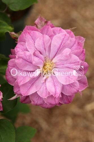 クレマチス・ナーセリー 及川フラグリーン Clematis Nursery Oikawa