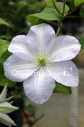 ۥ磻ȡХࡡPVP<br>Clematis White Album<br>ե饰꡼Υꥸʥ<img class='new_mark_img2' src='https://img.shop-pro.jp/img/new/icons13.gif' style='border:none;display:inline;margin:0px;padding:0px;width:auto;' />