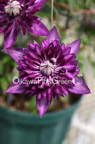 クレマチス フロリダ系 サイド・ストーリー １苗 2025秋の新作♡ クレマチス フロリダ系 サイド・ストーリー 1苗 2025秋の新作