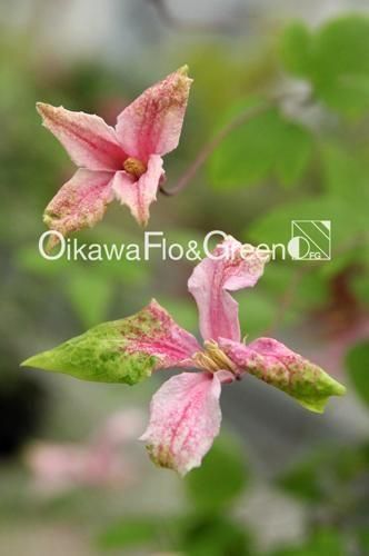 クレマチス専門ナーセリー 及川フラグリーン ピンク・テイラー