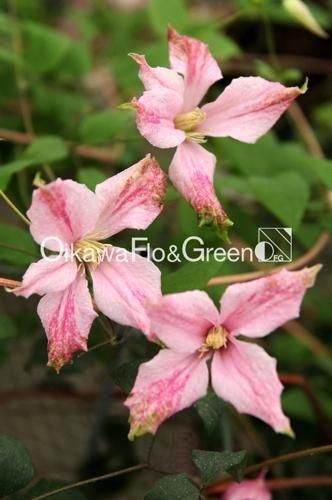 クレマチス　ピンク 楽天市場】【マラソン期間☆ポイント5倍】クレマチス マルチ