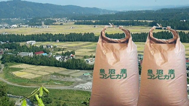 米 10kg 玄米 令和4年 新潟 魚沼産コシヒカリ 特A 貴重 一等米 生産