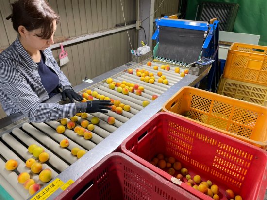 完熟南高梅「完熟梅」 ※フワフワ梅干し用！【和歌山県産】 - 梅、青梅、みかん、晩柑、オレンジジュースは中山農園-和歌山県田辺市