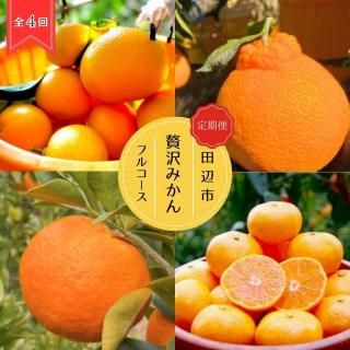 贅沢みかん定期便4回【贈答用】✳︎2025/12月〜2026/3月 - 梅、青梅