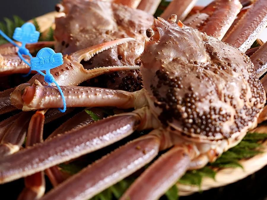 活(生きた)近海松葉がに
