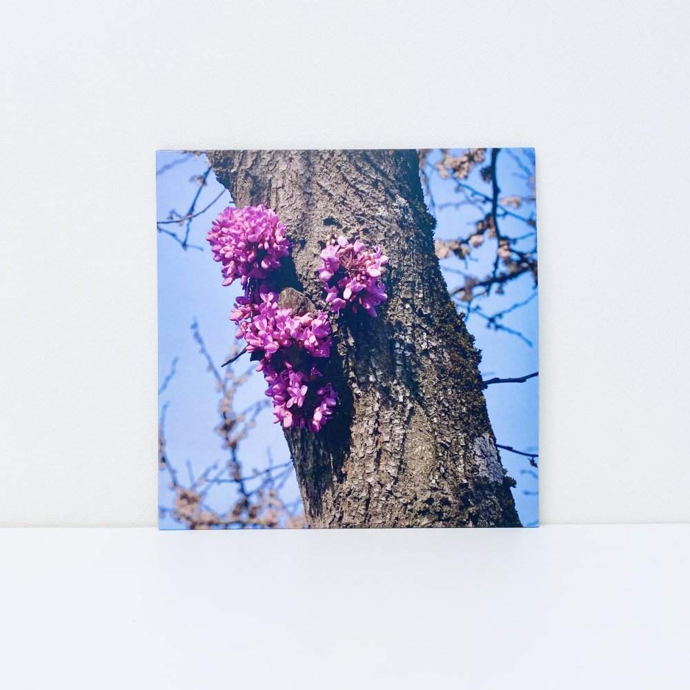  Meeting with a Judas Tree [purple in clear vinyl]