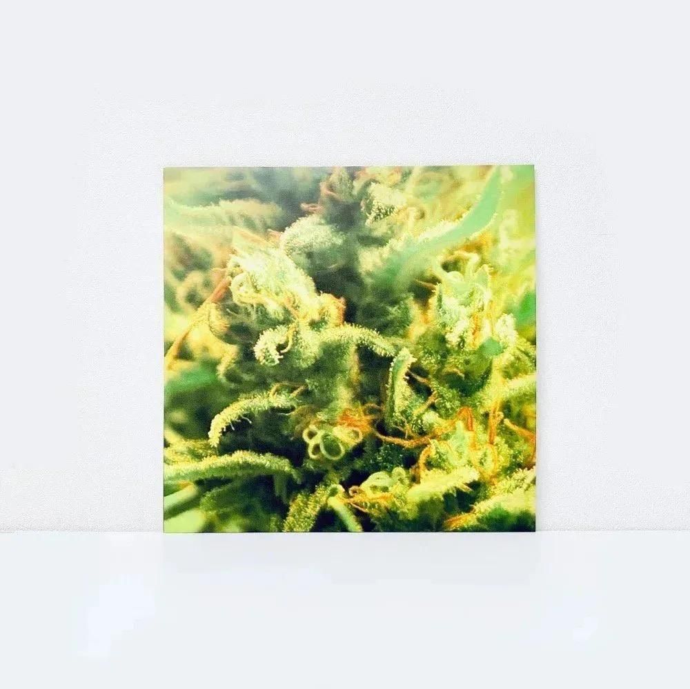 Time Zones [Vinyl]