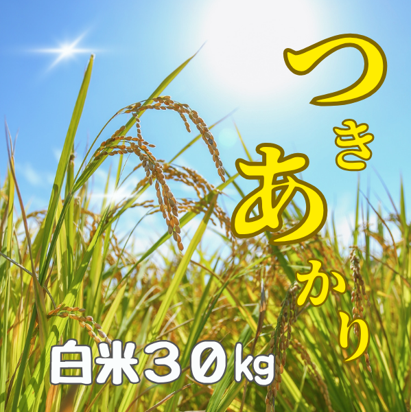 Ź 7ǯٻ ʡ縩ŻĤ  30kg ̵