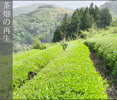 茶畑の再生