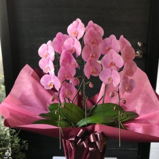 胡蝶蘭　鉢　ピンク　3本立　30輪以上（お祝いラッピング）