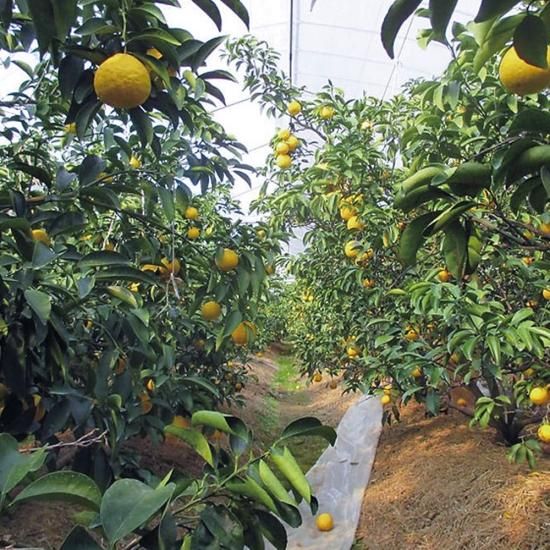 3月～【JA高知県山北果樹集出荷場】温室小夏 - 土佐香南まるごと旨市