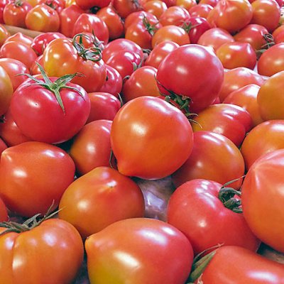 【眞嶋農園】うしの恵フルーツトマト