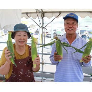 5月下旬～【スイートコーンの里こうなん】朝採れスイートコーン3kg - 土佐香南まるごと旨市