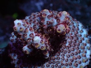 CE Frag (Coral Essentials) - AQUASTAGE 518