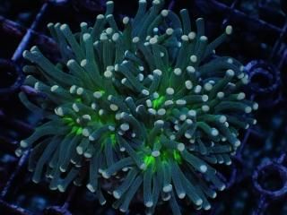 ﾅｶﾞﾚﾊﾅｻﾝｺﾞ・ﾀｺｱｼｻﾝｺﾞ・ﾊﾅｻﾝｺﾞ - AQUASTAGE 518