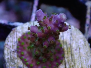 CE Frag (Coral Essentials) - AQUASTAGE 518