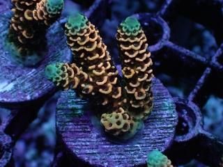 CE Frag (Coral Essentials) - AQUASTAGE 518