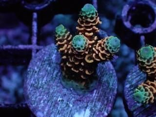 CE Frag (Coral Essentials) - AQUASTAGE 518