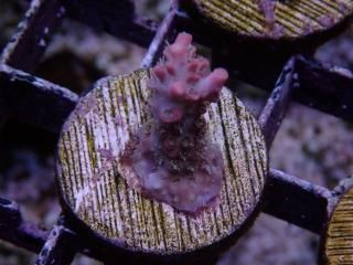 CE Frag (Coral Essentials) - AQUASTAGE 518