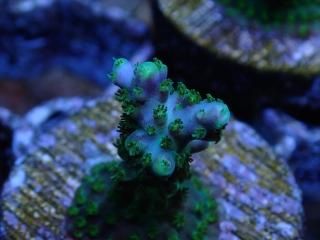 CE Frag (Coral Essentials) - AQUASTAGE 518