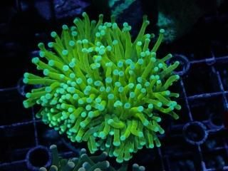 ハナサンゴ green & gold ナガレハナサンゴ ブランチ - 海水魚・小型水槽・人工ライブロック通販