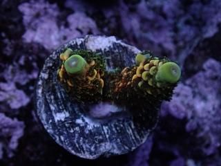 CE Frag (Coral Essentials) - AQUASTAGE 518