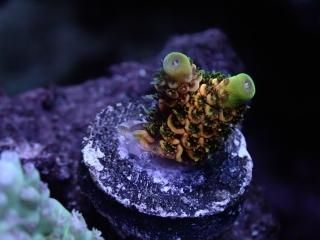 CE Frag (Coral Essentials) - AQUASTAGE 518