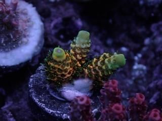 CE Frag (Coral Essentials) - AQUASTAGE 518