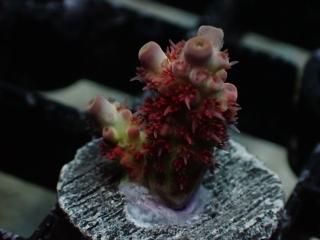 CE Frag (Coral Essentials) - AQUASTAGE 518