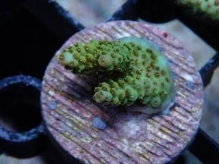 CE Frag (Coral Essentials) - AQUASTAGE 518