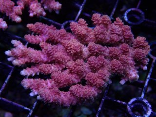 IF Acro <br>anthocercis pink