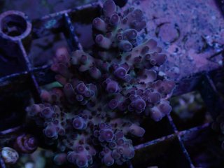 Inter Fish Acro Frag<br/>Loripes Purple