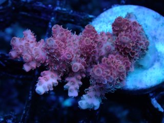 Inter Fish Acro Frag<br/>anthocercis pink