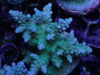 CE Frag (Coral Essentials) - AQUASTAGE 518