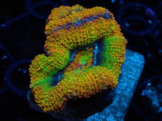 ĎގҎ<br/> Premium Rainbow Frag
(Micromussa lordhowensis)
