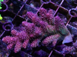 Tiny Acro<br/>Hyacinth Purple