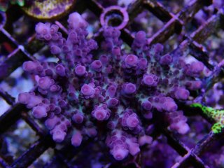 Tiny Acro<br/>Loripes Purple