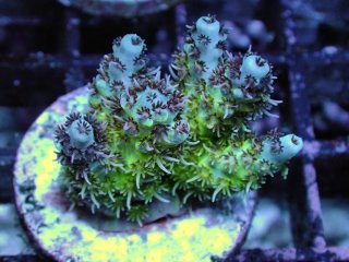  AcroporaFrag<br>Hyacinth
